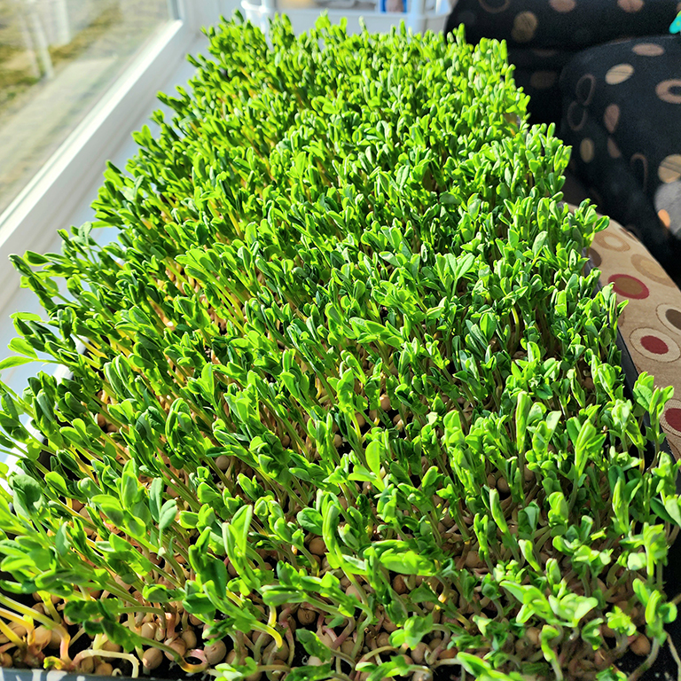 Dunn Pea Microgreens